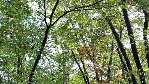 🌳🌲🌳🌲🌳🌲🌳