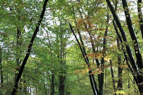 Ein Wald mit einem laubbedeckten Pfad.