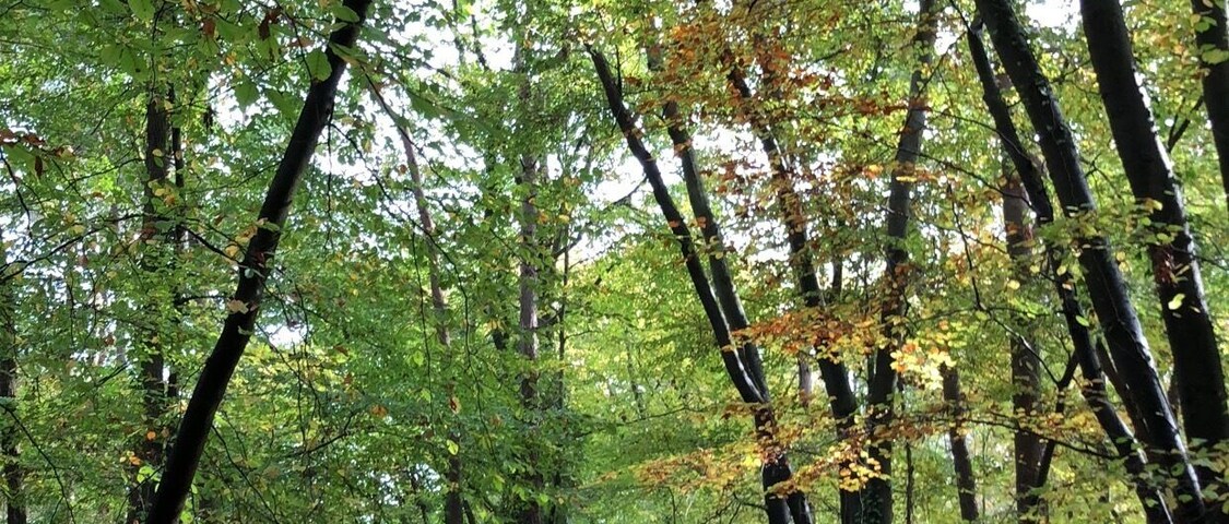 🌳🌲🌳🌲🌳🌲🌳