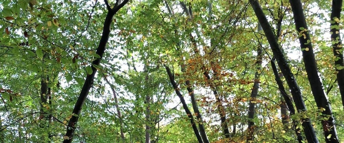 A forest with a leaf-covered path.
