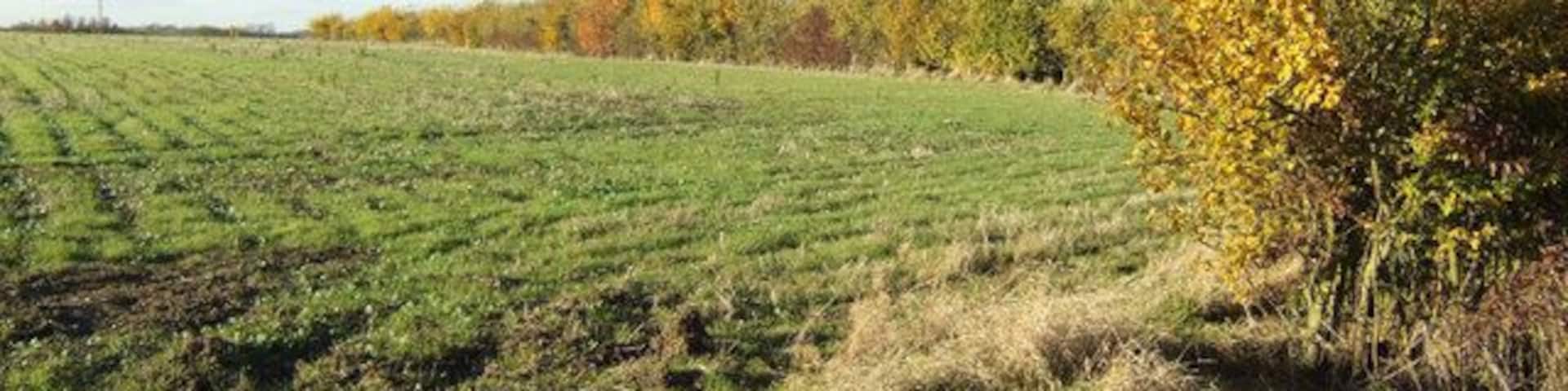 Field north of Elm's Farm A footpath follows the hedgerow north-westwards towards Stambourne.