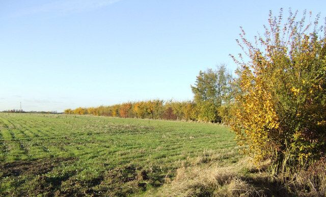 A field with rows of crops, a tree with yellow leaves, and a line of trees in the background.