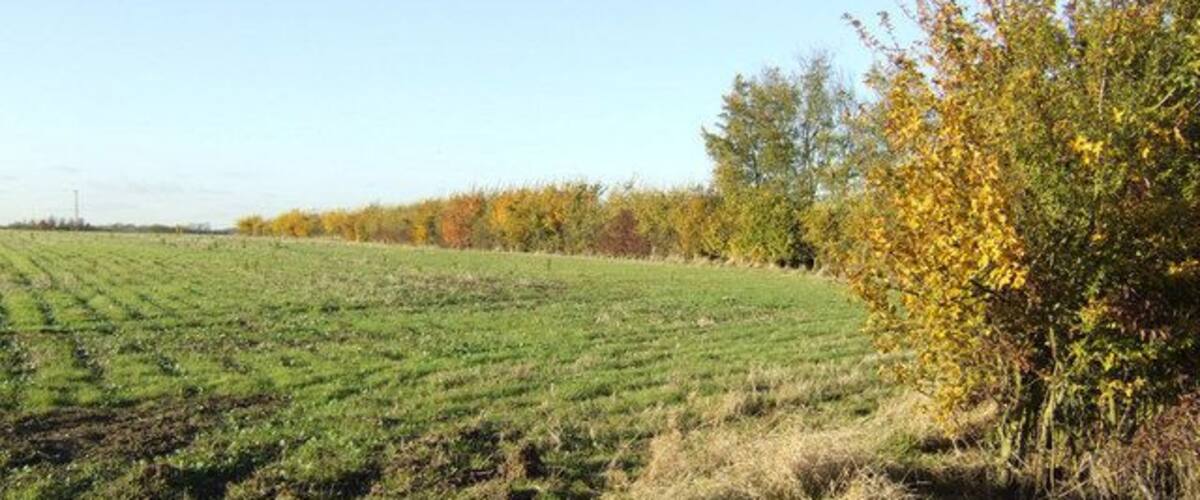 A field with rows of crops, a tree with yellow leaves, and a line of trees in the background.