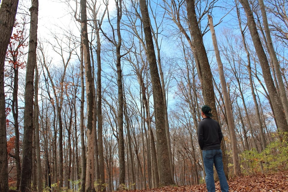 A man standing in a forest with tall trees and a clear sky.