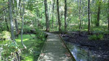 Sheedy Sanctuary in Centerburg, OH contains over 40 acres of forested landscape encompassing large stands of previously cultivated white pines, dense stands of deciduous woodlands and extensive marsh areas covered with Buttonbush and other aquatic plants.