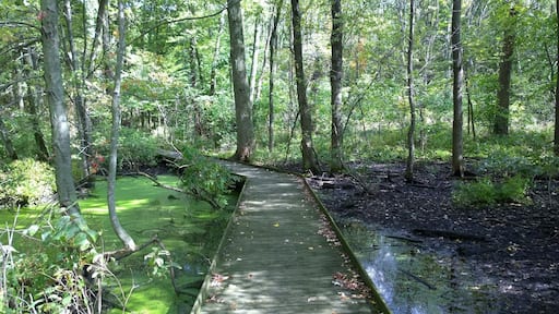 Sheedy Sanctuary in Centerburg, OH contains over 40 acres of forested landscape encompassing large stands of previously cultivated white pines, dense stands of deciduous woodlands and extensive marsh areas covered with Buttonbush and other aquatic plants.