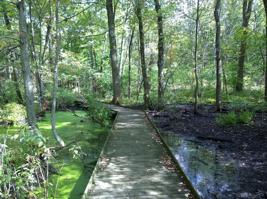 Sheedy Sanctuary in Centerburg, OH contains over 40 acres of forested landscape encompassing large stands of previously cultivated white pines, dense stands of deciduous woodlands and extensive marsh areas covered with Buttonbush and other aquatic plants.