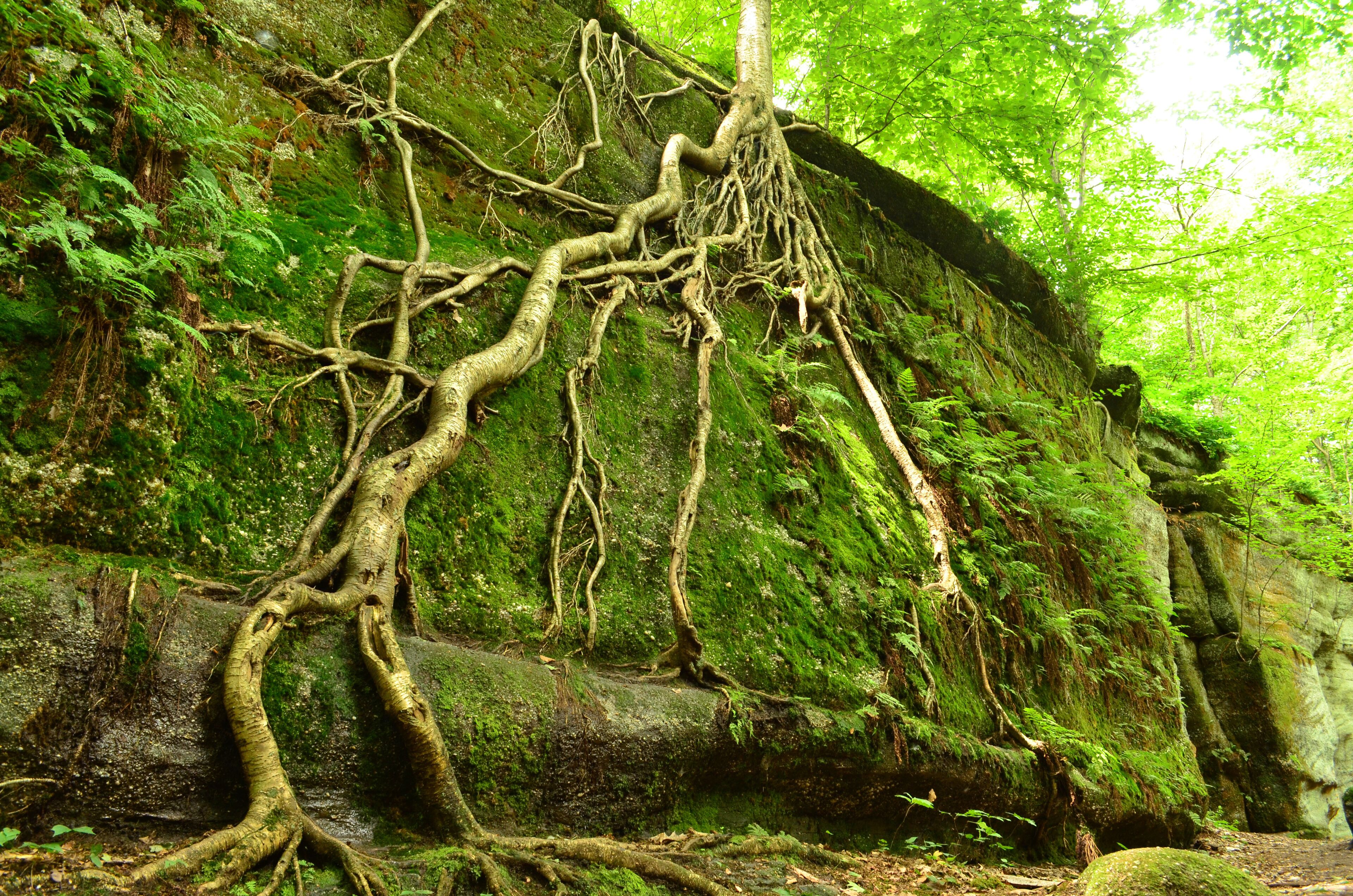 A moss-covered rock with a complex network of tree roots.