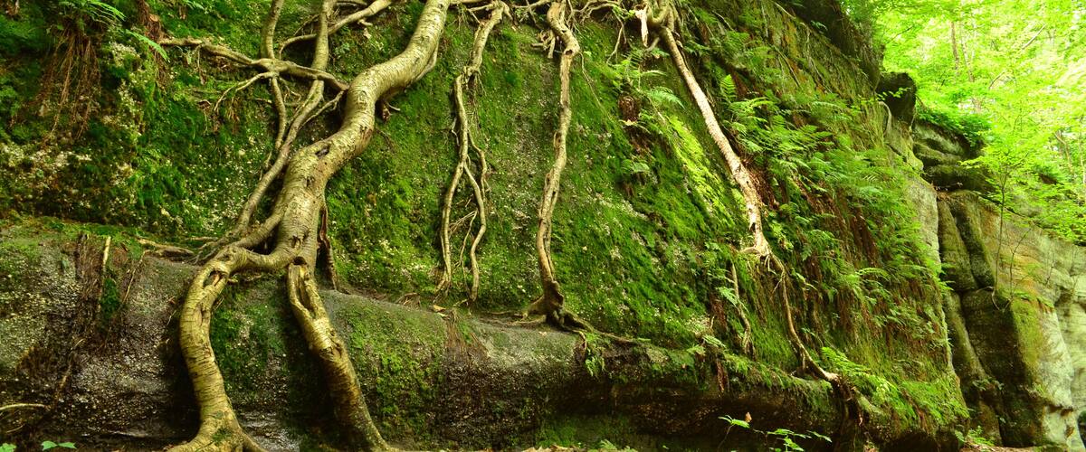 A moss-covered rock with a complex network of tree roots.