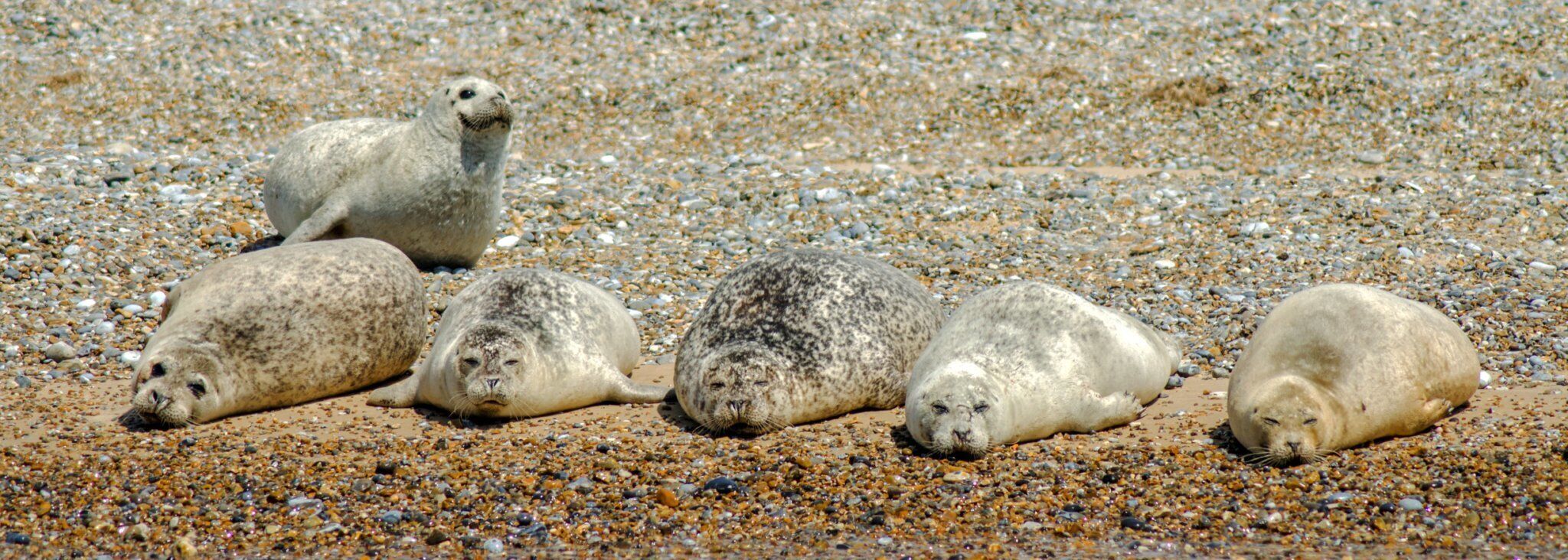Accessed from Seal Watching boat for a one hour trip.