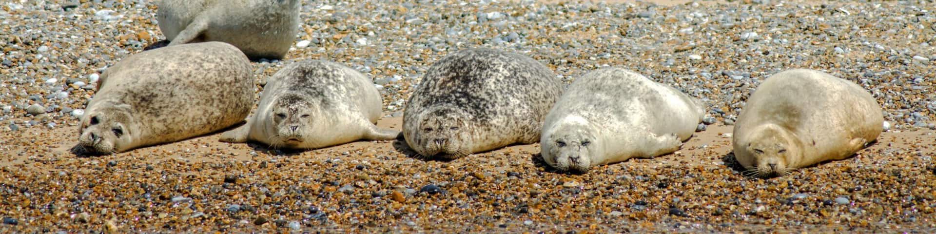 Accessed from Seal Watching boat for a one hour trip.