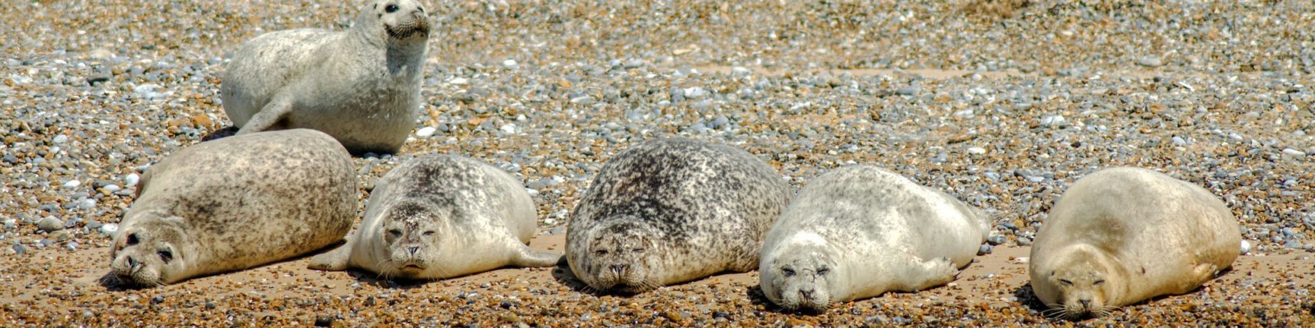 Accessed from Seal Watching boat for a one hour trip.