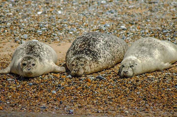 Gorgeous Seals relaxing on the beach. Take a boat excursion out to see these lovable guys.