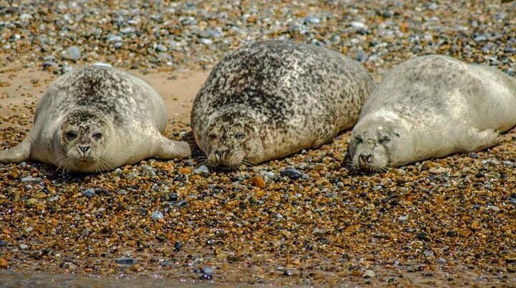 Gorgeous Seals relaxing on the beach. Take a boat excursion out to see these lovable guys.