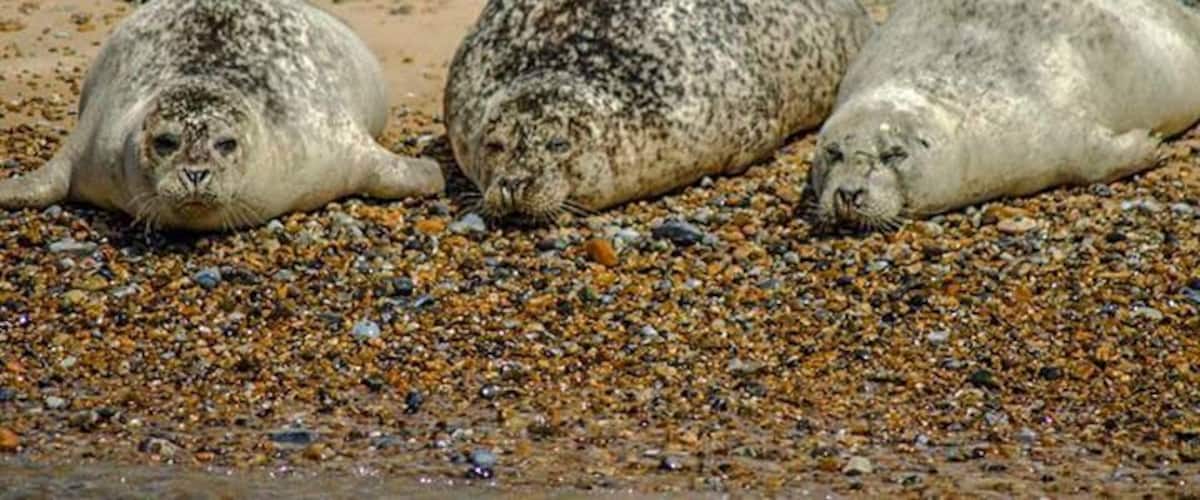 Gorgeous Seals relaxing on the beach. Take a boat excursion out to see these lovable guys.