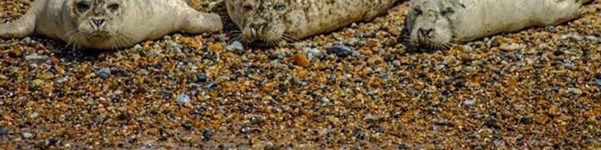 Gorgeous Seals relaxing on the beach. Take a boat excursion out to see these lovable guys.