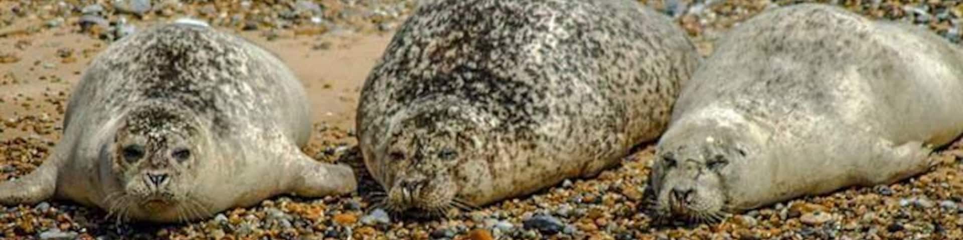 Gorgeous Seals relaxing on the beach. Take a boat excursion out to see these lovable guys.