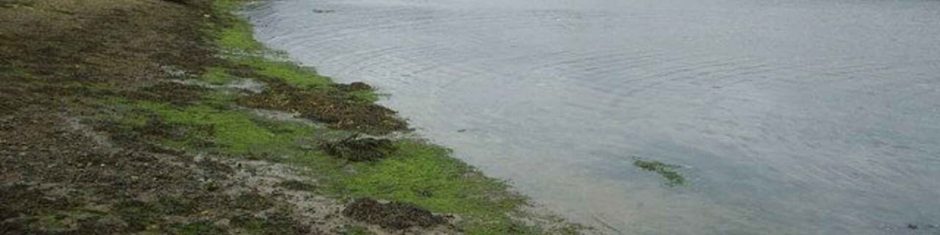 Goldhanger creek View of the upper reach of Goldhanger creek facing north west,with the tide coming in, some rooftops in the village can be seen in the distance.