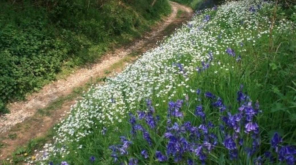 Westers Lane. The bank of stitchwort and bluebells was superb, despite May being four days away. This photograph 170569 was taken from almost exactly the same vantage point in 2006, but almost three weeks (19 days) later, an indication that April 2007 has been the warmest April - by a country mile - on record.