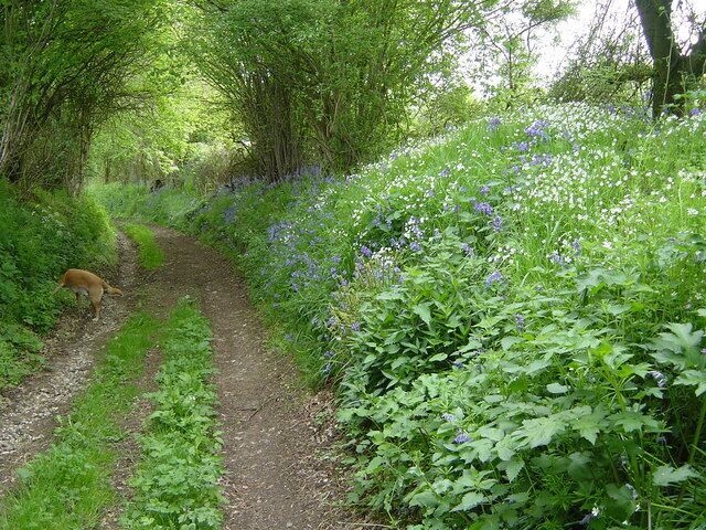 Westers Lane, South Warnborough. Bluebells and stitchwort grow beside this typical downland green lane.