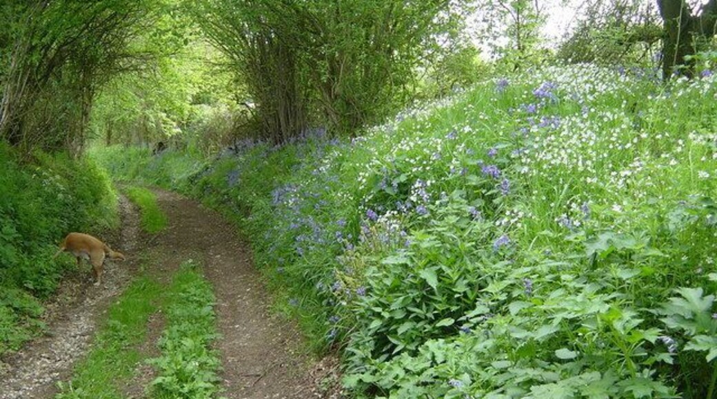Westers Lane, South Warnborough. Bluebells and stitchwort grow beside this typical downland green lane.