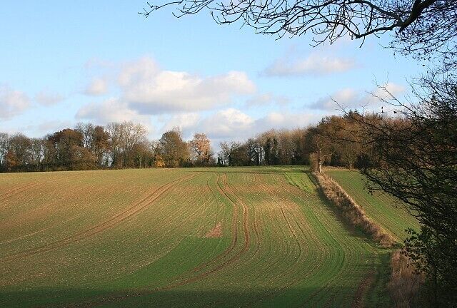From Swanshett Coppice, South Warnborough The branches on the right are the edge of Swanshett Coppice. The trees in the distance are the northern end of Hesters Copse. The field boundary towards the right is the course of the public footpath.