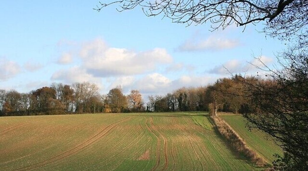 From Swanshett Coppice, South Warnborough The branches on the right are the edge of Swanshett Coppice. The trees in the distance are the northern end of Hesters Copse. The field boundary towards the right is the course of the public footpath.