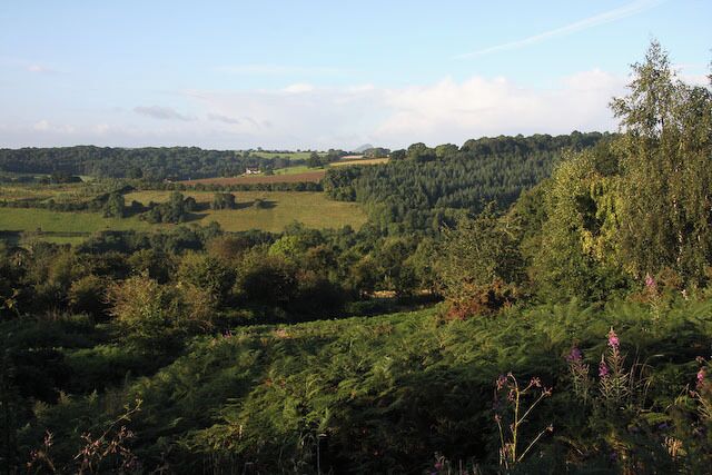 Ewyas Harold Common Bracken, Hawtorn and birch dominate the common. Skirrid Fawr, SO3318, can be seen on the skyline.