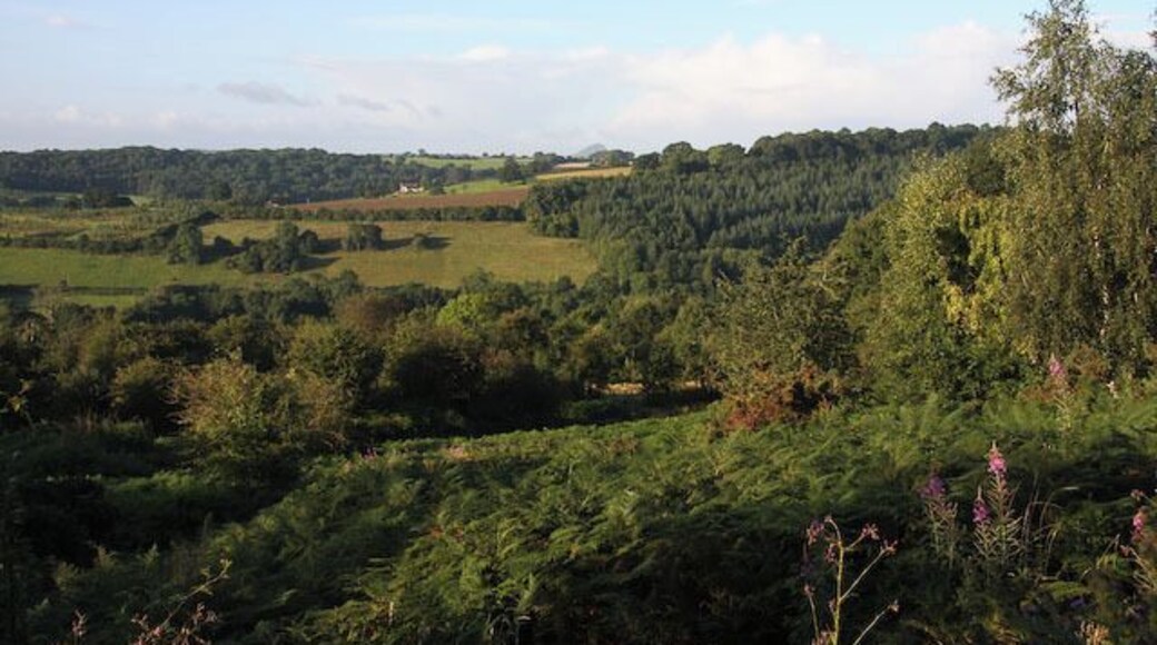 Ewyas Harold Common Bracken, Hawtorn and birch dominate the common. Skirrid Fawr, SO3318, can be seen on the skyline.