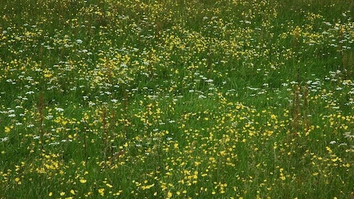 Wild flowers in the Lugg Meadows Wild flowers in the hay meadow next to the river Lugg at Lugwardine.