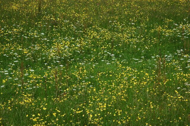 A field of yellow and white wildflowers.