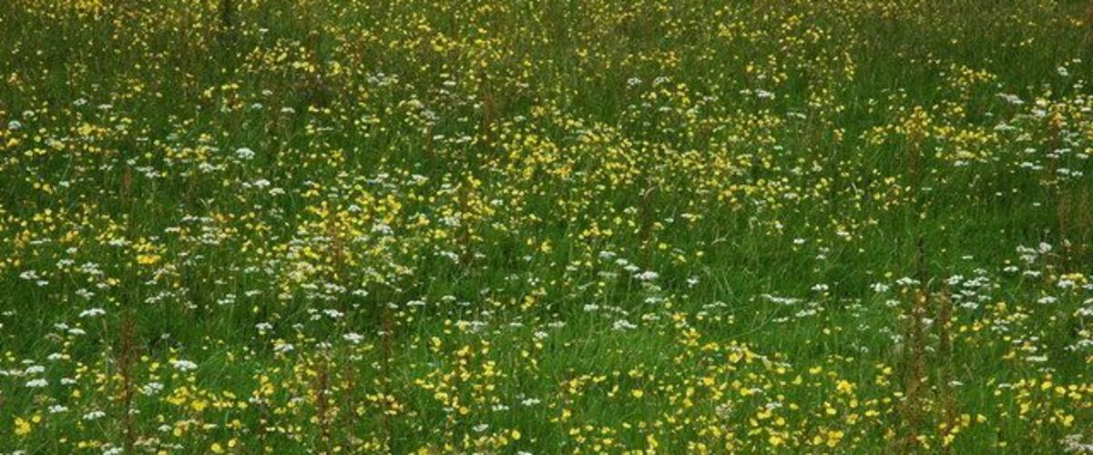 A field of yellow and white wildflowers.