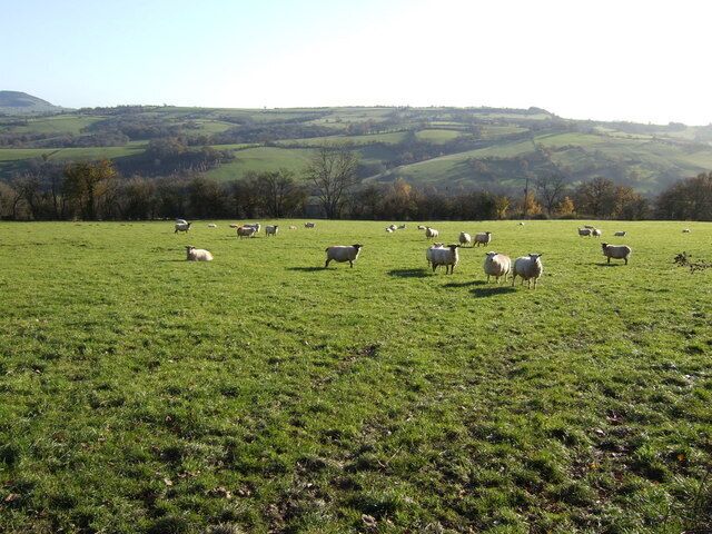 Sheep pasture near Upper Goytre A fine view across the Monnow valley towards Wales from herefordshire.