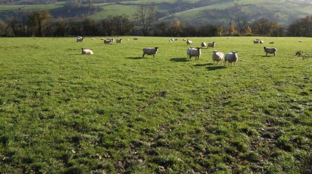 Sheep pasture near Upper Goytre A fine view across the Monnow valley towards Wales from herefordshire.