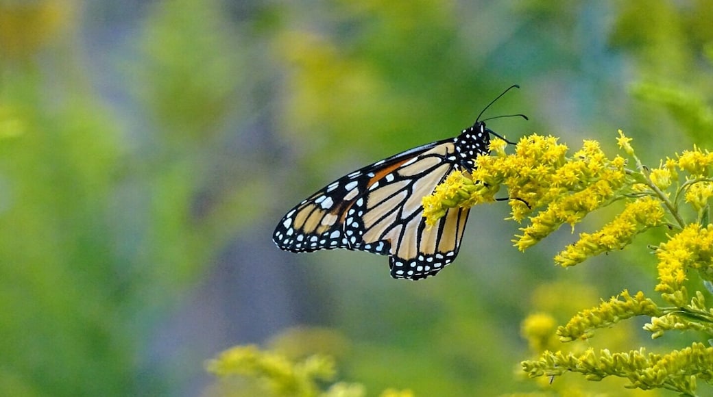 In this scenario, the big #adventure belongs to the butterfly.
The monarch butterflies (Danaus plexippus) are migrating down from Canada to overwintering sites in Mexico.
Right now, large numbers of monarch butterflies are gathering and resting along the northern coast of Ohio after their exhausting trek across Lake Erie.
This unfathomable annual ritual has to be one of the world's most incredible natural occurrences.