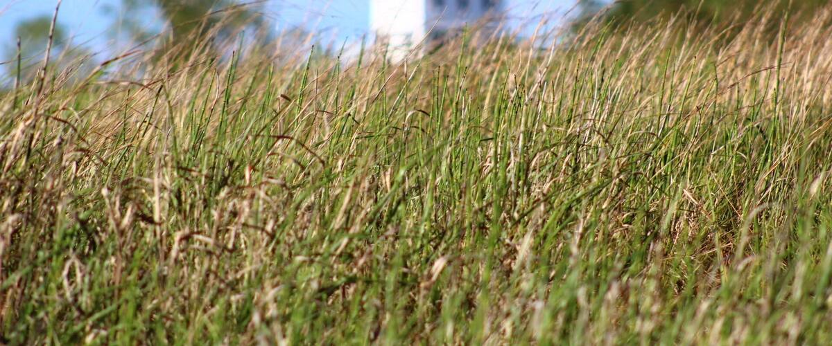 Tall grass in the foreground with a lighthouse in the background.