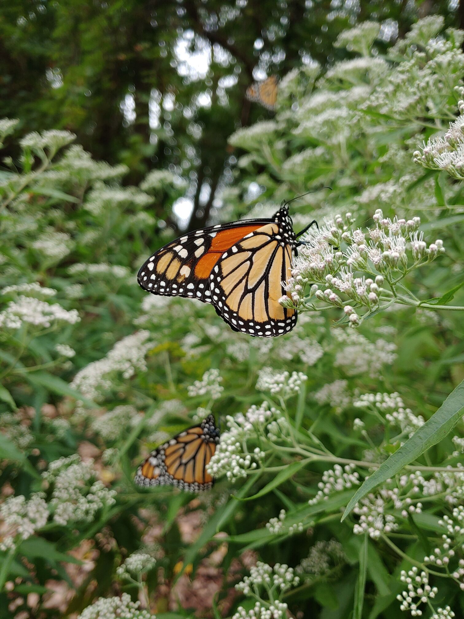 In this scenario, the big #adventure belongs to the butterfly.

The monarch butterflies (Danaus plexippus) are migrating down from Canada to overwintering sites in Mexico.

Right now, large numbers of monarch butterflies are gathering and resting along the northern coast of Ohio after their exhausting trek across Lake Erie.

This unfathomable annual ritual has to be one of the world's most incredible natural occurrences.