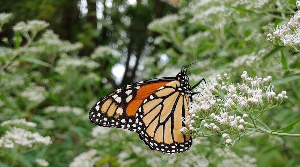 In this scenario, the big #adventure belongs to the butterfly.
The monarch butterflies (Danaus plexippus) are migrating down from Canada to overwintering sites in Mexico.
Right now, large numbers of monarch butterflies are gathering and resting along the northern coast of Ohio after their exhausting trek across Lake Erie.
This unfathomable annual ritual has to be one of the world's most incredible natural occurrences.