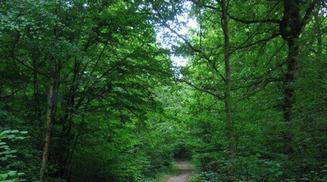 Footpath, Blean Woods Nature Reserve Well laid footpath travelling north-south through the square just to the south of a marked crossroads of footpaths. The woods are ancient broadleaved that until recently were owned by the church.