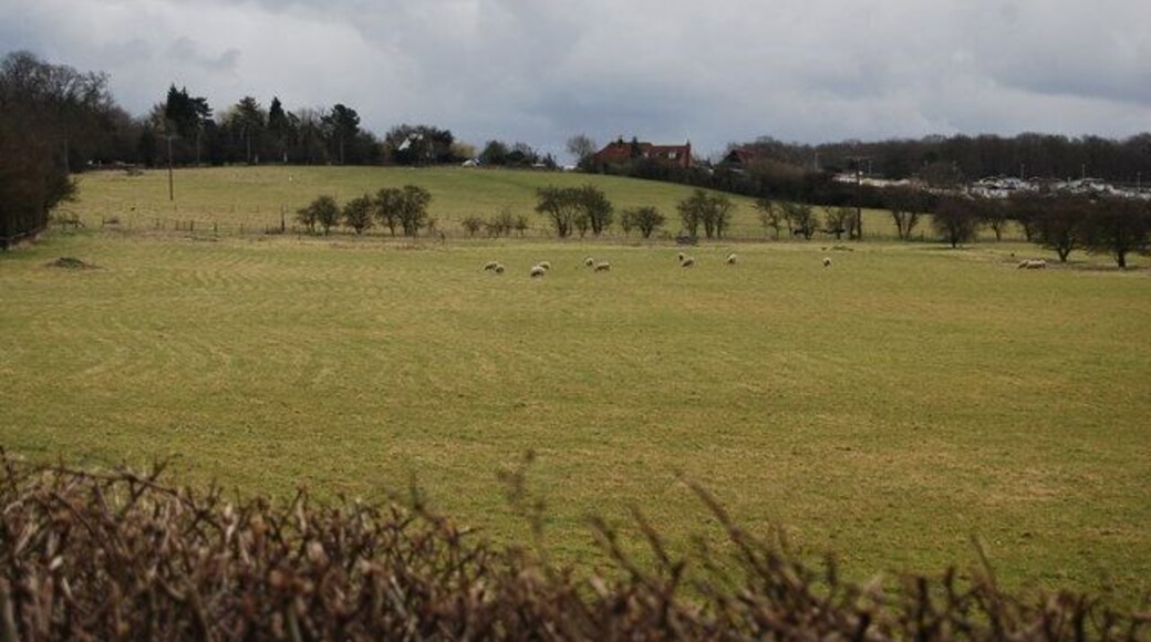 Sheep grazing off Denstroude Lane