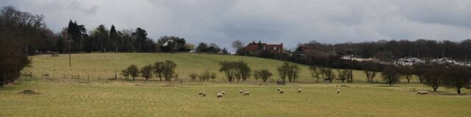 Sheep grazing off Denstroude Lane