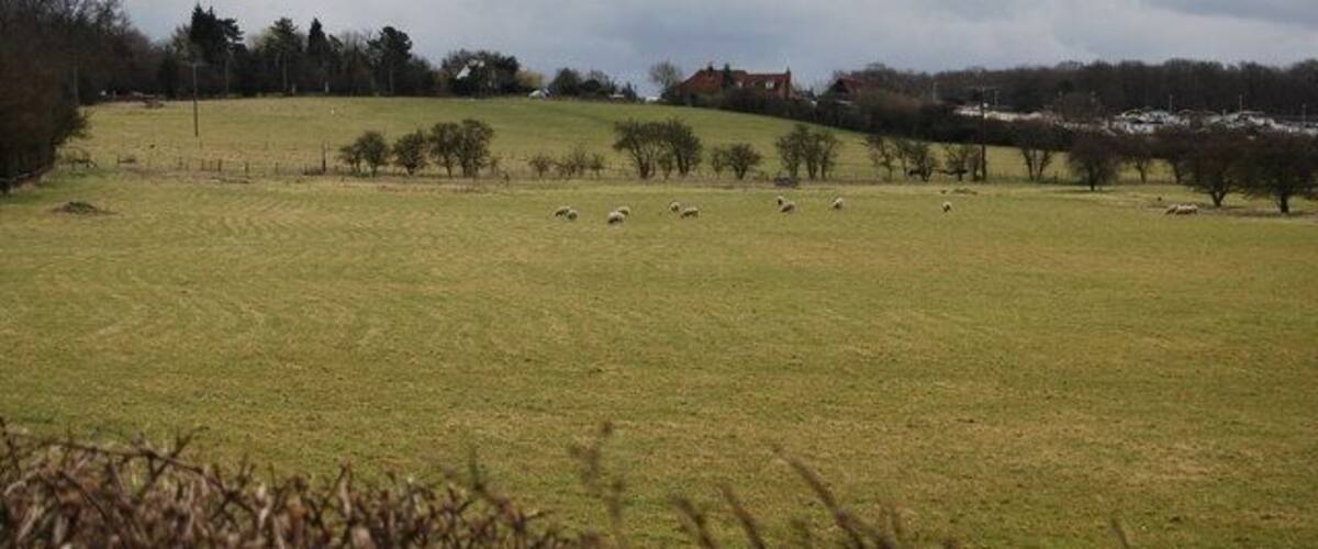 A green field with sheep grazing, trees, and a cloudy sky.