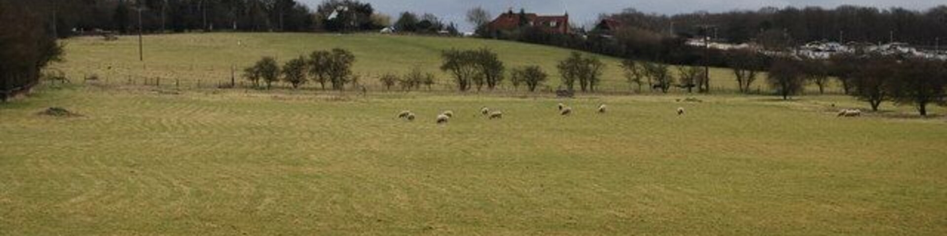 A green field with sheep grazing, trees, and a cloudy sky.