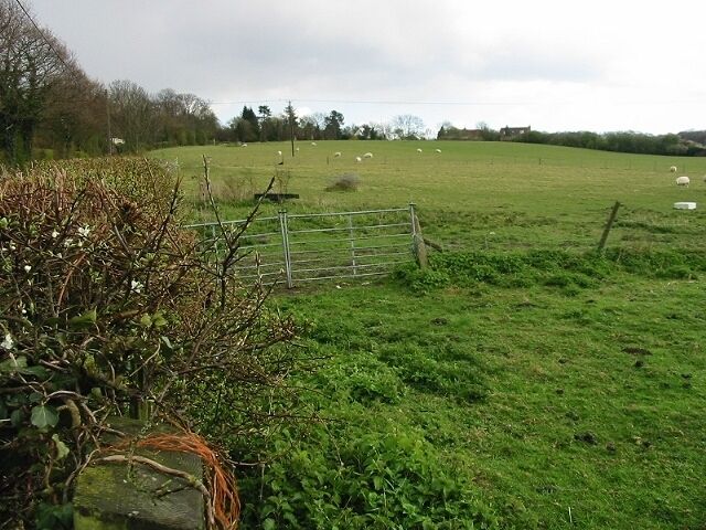 Sheep fields to the S of Denstroude Road