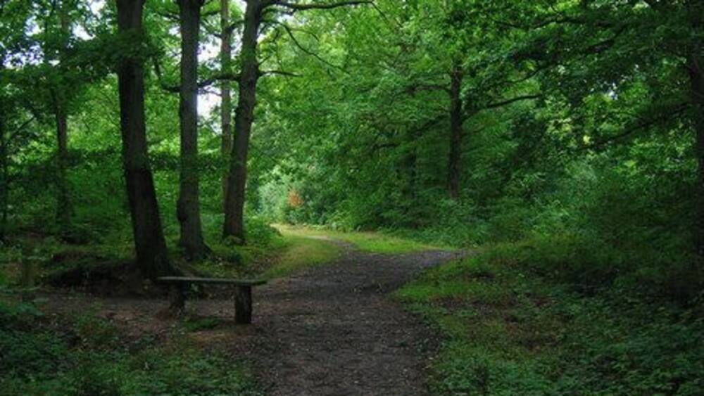 A forest path with a bench and dense green foliage.