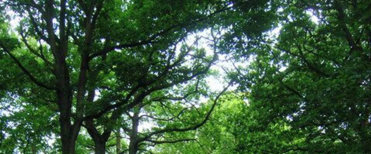 Blean Woods Nature Reserve The largest woodland area in Kent covering a large area to the north west of Canterbury. This view is to the north of the junction of footpaths from Moat Lane.