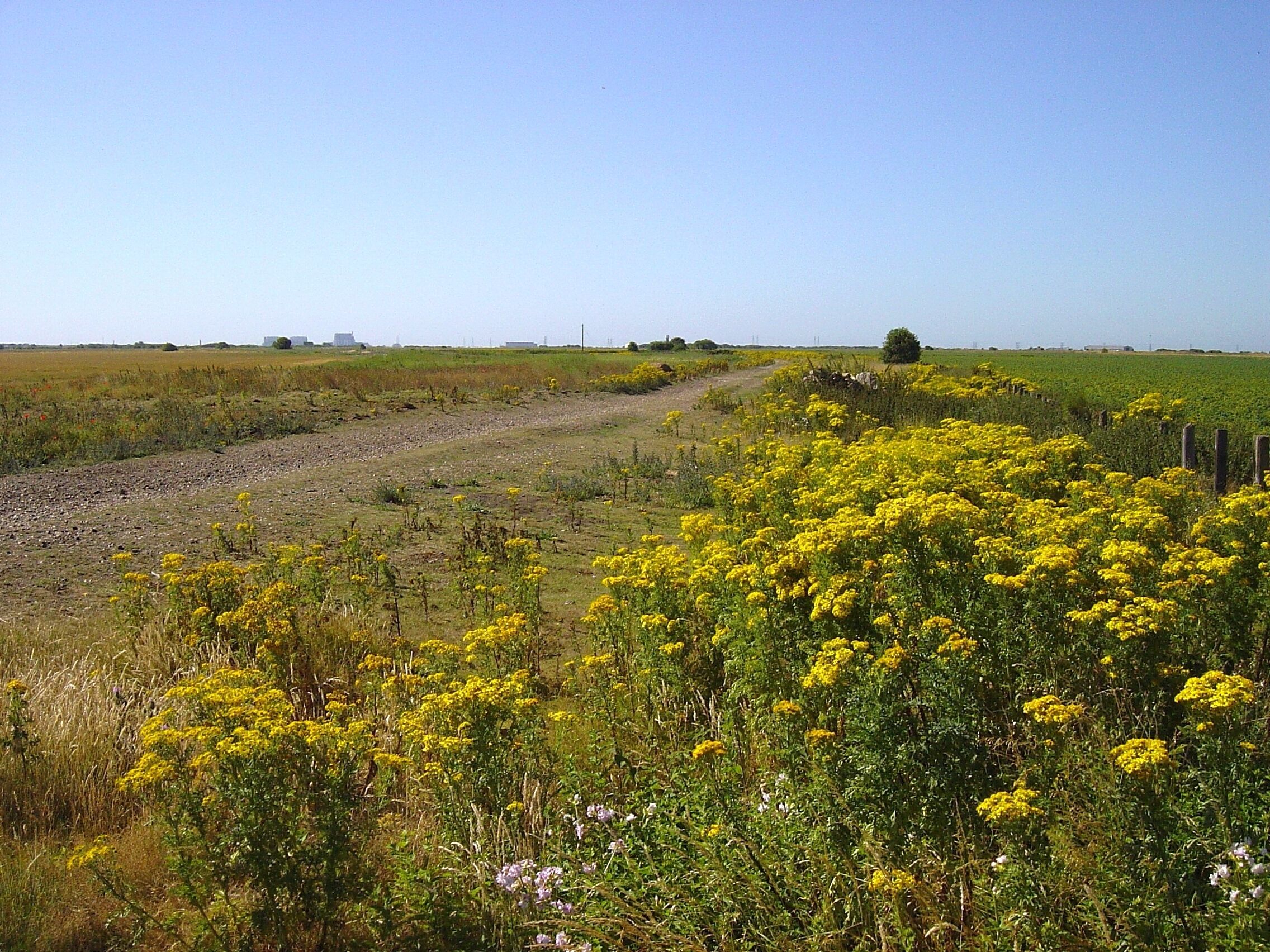 A rural landscape with a dirt path, yellow flowering plants, and distant buildings.