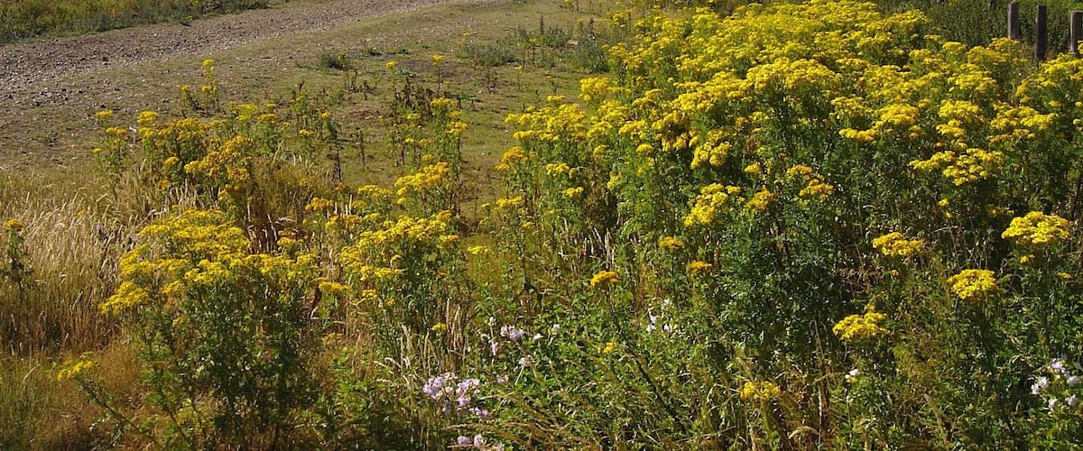 A rural landscape with a dirt path, yellow flowering plants, and distant buildings.