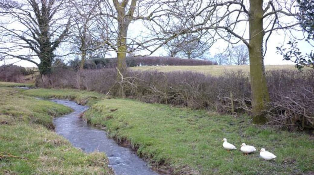 The River Cocker A placid little stream - even the ducks were barley ruffled by my presence.