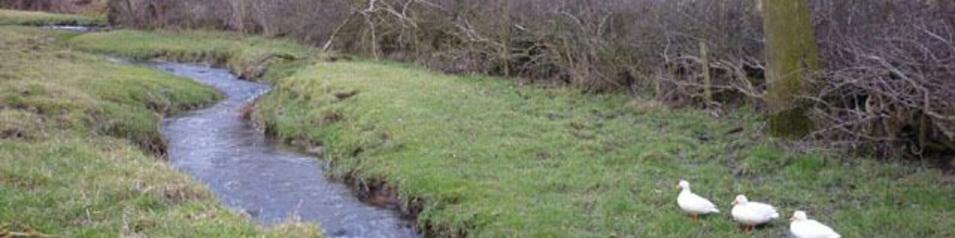 Un arroyo serpentea por una zona cubierta de hierba, con árboles y algunos patos.